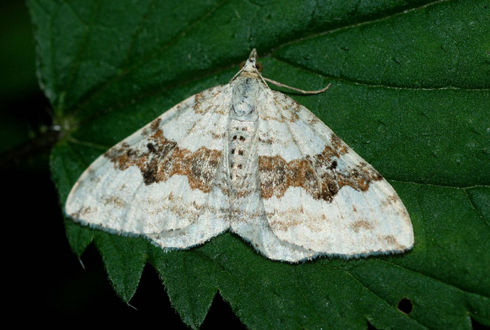 Geometridae da confermare : Xanthorhoe montanata